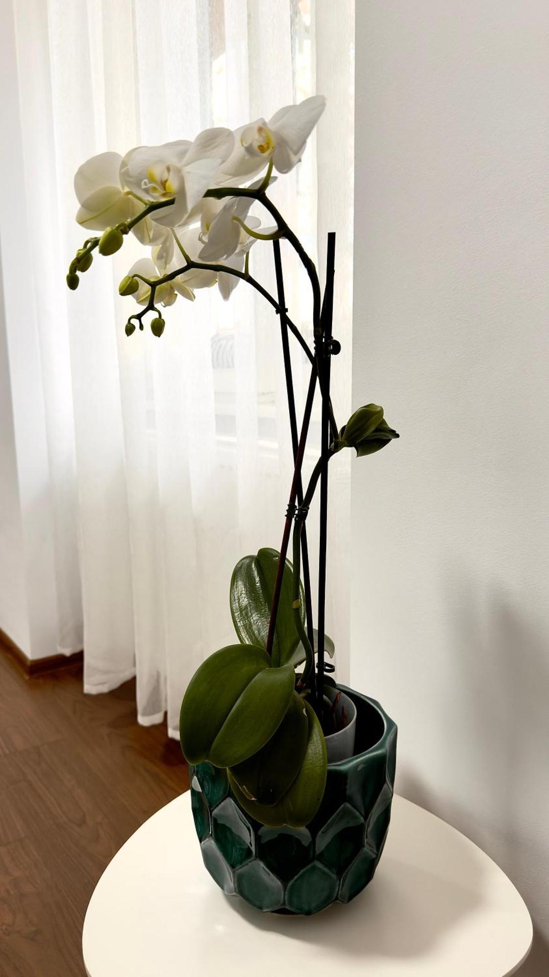 Phoenix Central Apartments Sibiu Extérieur photo